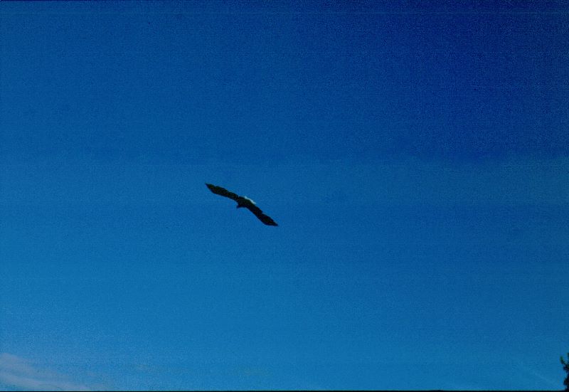 ../Images/038Weisskopfseeadlerim Flug.jpg